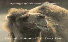 Revenge of the Mutant Camels screenshot #1