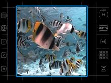 Moving Puzzle: Sea World screenshot #7